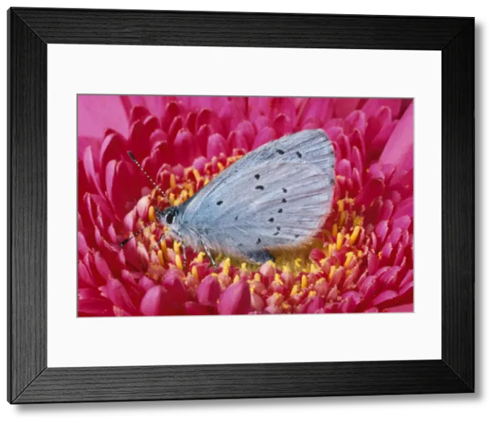 Framed Print : Holly Blue Butterfly UK Framed Print : Holly Blue Butterfly UK