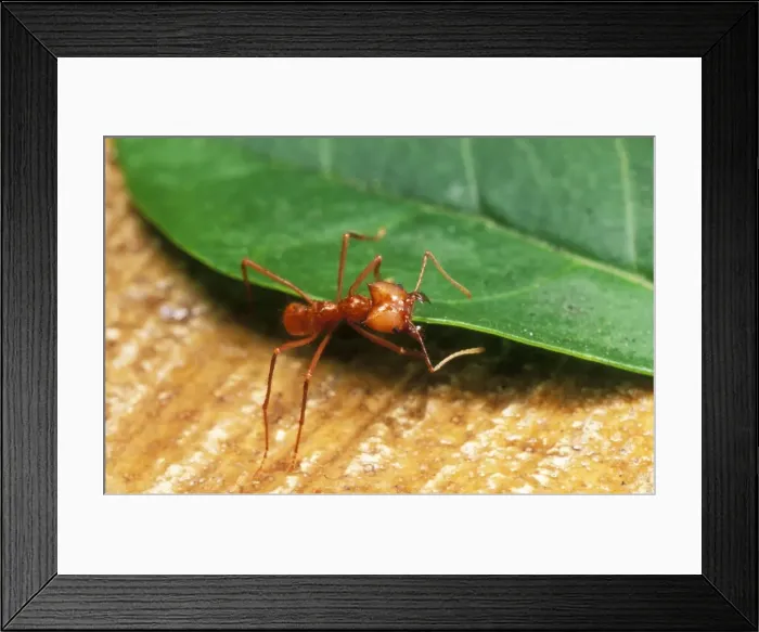 Framed Print : Leaf Cutter Ant Dragging a leaf Framed Print : Leaf Cutter Ant Dragging a leaf