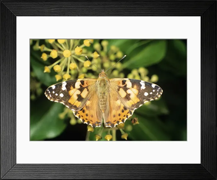 Framed Print : Painted Lady Butterfly UK Framed Print : Painted Lady Butterfly UK