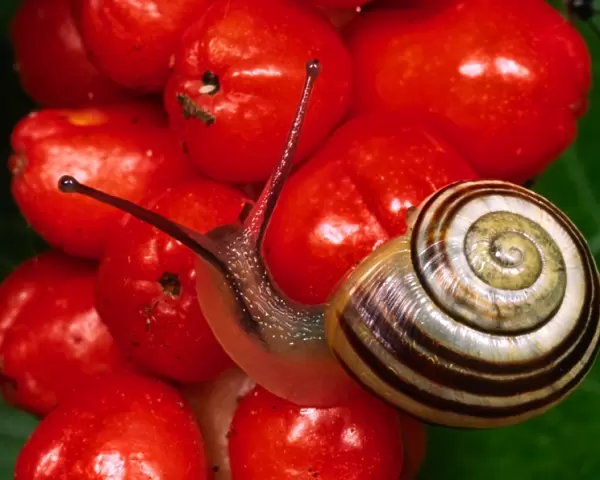 Humbug snail On red berries of Lords and Ladies plant Clear tentacles and eyes Reading garden, UK