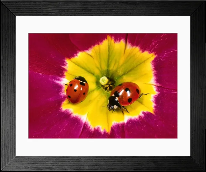 Framed Print : Seven-spot ladybirds - Pair on Primula flower Garden, UK Framed Print : Seven-spot ladybirds - Pair on Primula flower Garden, UK