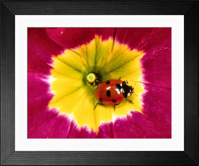Framed Print : Seven-spot ladybird - On Primula flower Location: English garden, UK Framed Print : Seven-spot ladybird - On Primula flower Location: English garden, UK