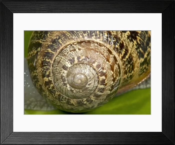 Framed Print : Brown Common Garden Snail - Close-up of shell showing striking spiral UK garden Framed Print : Brown Common Garden Snail - Close-up of shell showing striking spiral UK garden