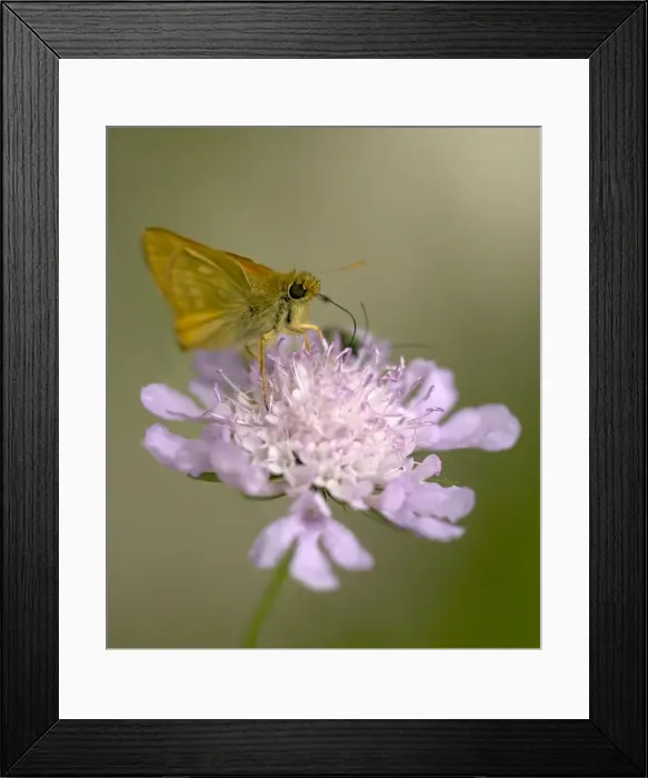 Framed Print : Small Skipper butterfly - Feeding on purple flower of Scabious Note long tongue Location: Chalk grassland, Berkshire, UK Framed Print : Small Skipper butterfly - Feeding on purple flower of Scabious Note long tongue Location: Chalk grassland, Berkshire, UK