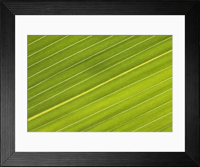 Framed Print : Chilean Bamboo - Close-up of parallel leaf veins Location: Trebah Gardens, Cornwall, UK Framed Print : Chilean Bamboo - Close-up of parallel leaf veins Location: Trebah Gardens, Cornwall, UK