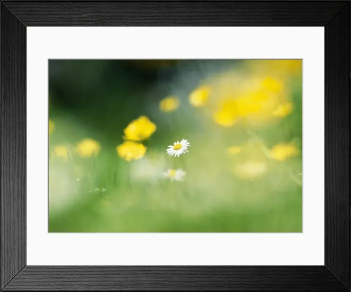 Framed Print : Daisy & Buttercups in flower meadow, UK Framed Print : Daisy & Buttercups in flower meadow, UK