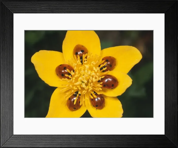 Framed Print : 7-spot Ladybirds - on Marsh Marigold UK Framed Print : 7-spot Ladybirds - on Marsh Marigold UK