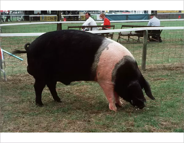 Pig  /  Hampshire Boar