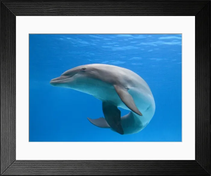 Framed Print : Bottlenose dolphin - dancing underwater Framed Print : Bottlenose dolphin - dancing underwater