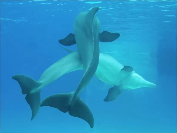 Bottlenose dolphins - pair mating