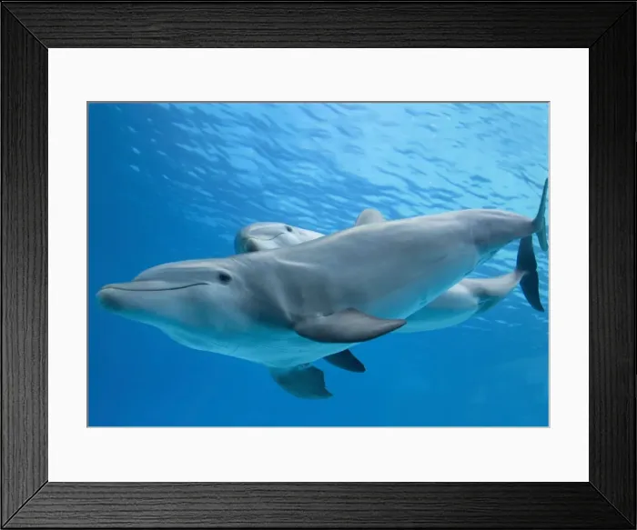 Framed Print : Bottlenose dolphin - and calf Framed Print : Bottlenose dolphin - and calf