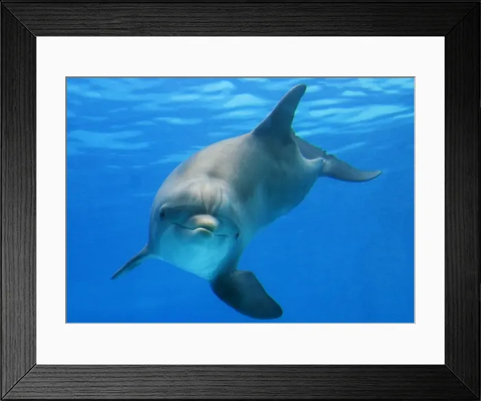 Framed Print : Bottlenose dolphin - underwater