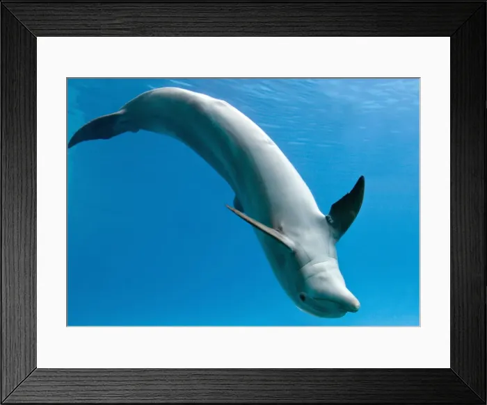Framed Print : Bottlenose dolphin - dancing underwater Framed Print : Bottlenose dolphin - dancing underwater