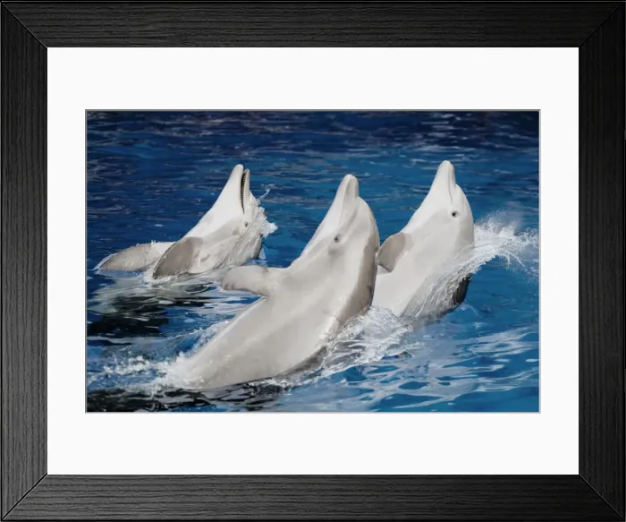 Framed Print : Bottlenose dolphins - 3 together swimming backwards Framed Print : Bottlenose dolphins - 3 together swimming backwards