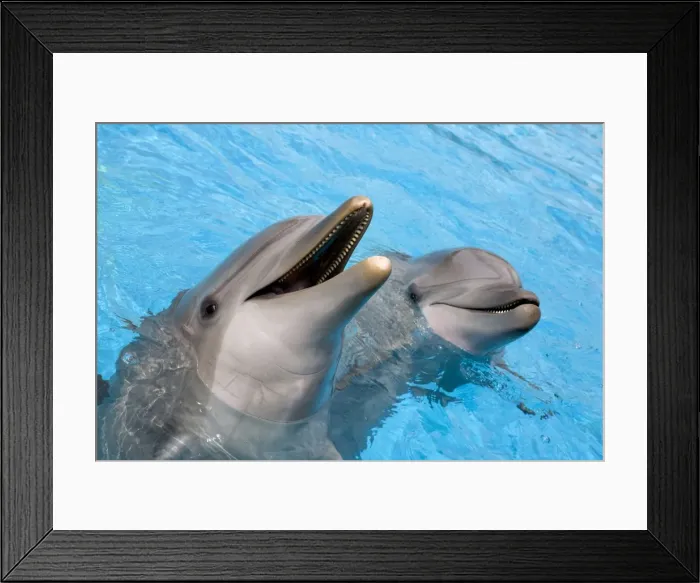 Framed Print : Bottlenose dolphins - 2 together with noses out of the water