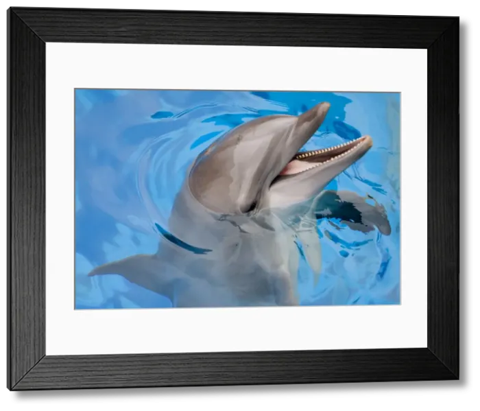 Framed Print : Bottlenose Dolphin with mouth open Framed Print : Bottlenose Dolphin with mouth open