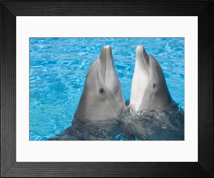 Framed Print : Bottlenose dolphins - 2 together with noses out of the water Framed Print : Bottlenose dolphins - 2 together with noses out of the water