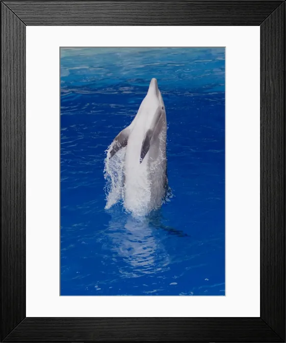 Framed Print : Bottlenose Dolphin - Tail dancing Framed Print : Bottlenose Dolphin - Tail dancing