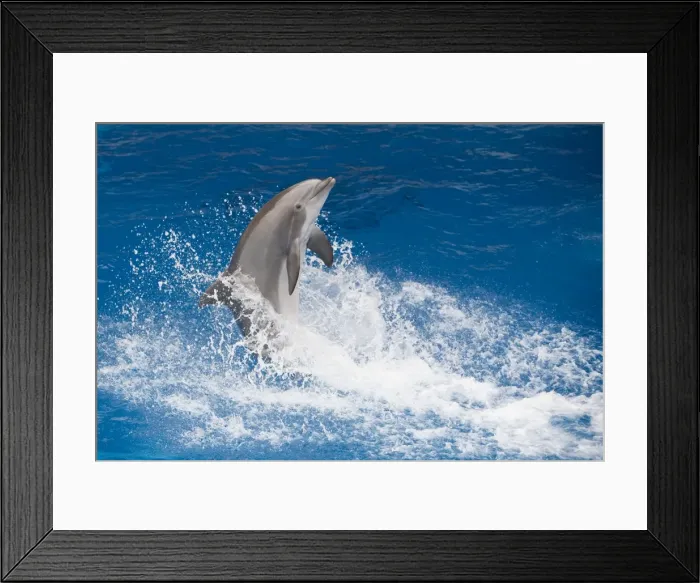 Framed Print : Bottlenose Dolphin - Tail dancing