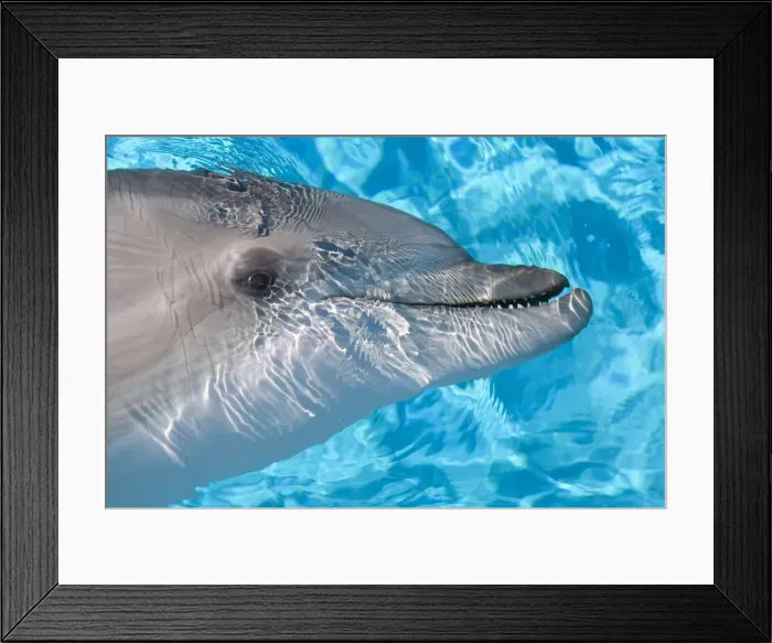 Framed Print : Bottlenose Dolphin - Just beneath water Framed Print : Bottlenose Dolphin - Just beneath water