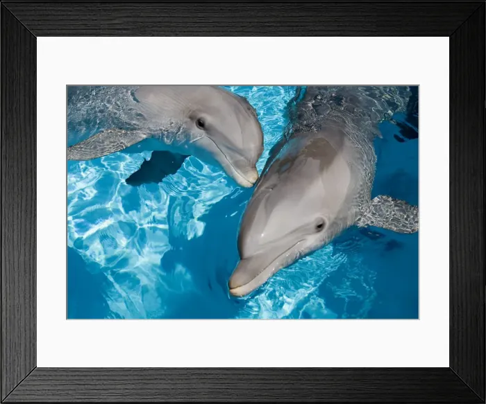 Framed Print : Bottlenose Dolphins - 2 together Framed Print : Bottlenose Dolphins - 2 together