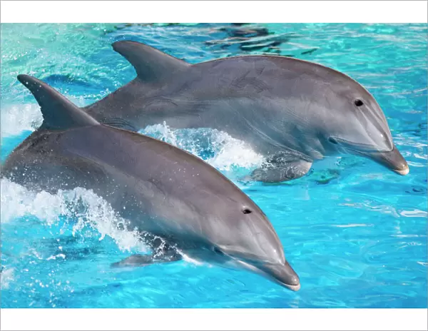 Bottlenose Dolphins - Tail dancing