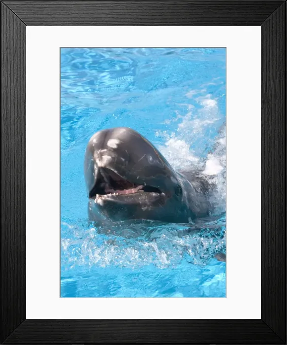 Framed Print : Risso's Dolphin with nose sticking out of water Framed Print : Risso's Dolphin with nose sticking out of water