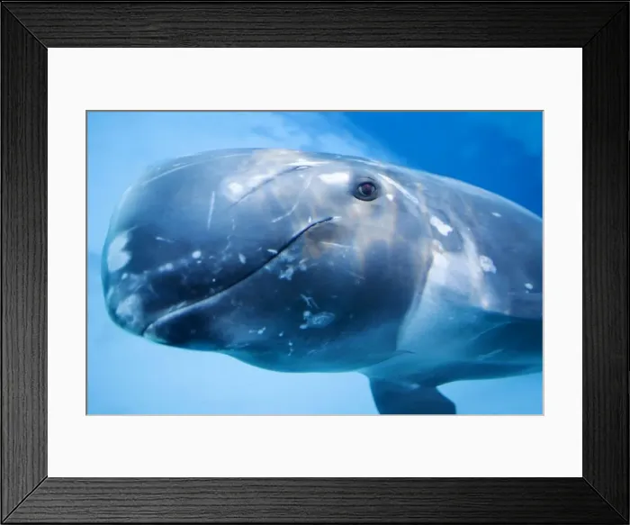 Framed Print : Risso's Dolphin swimming underwater Framed Print : Risso's Dolphin swimming underwater