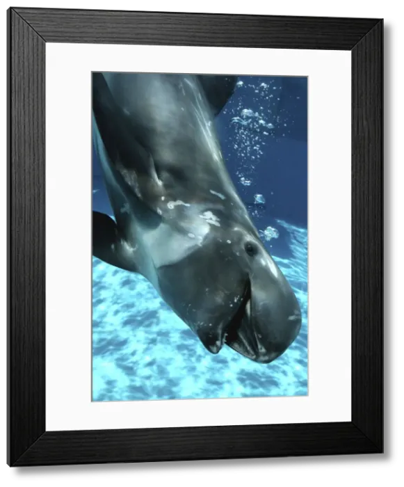 Framed Print : Risso's Dolphin swimming underwater Framed Print : Risso's Dolphin swimming underwater
