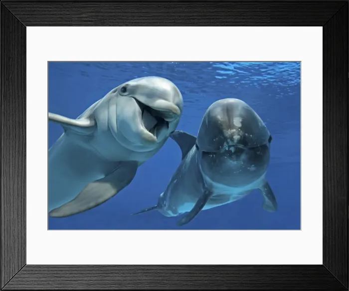 Framed Print : Bottlenose Dolphin (Tursiops truncatus) and Risso's Dolphin swimming underwater Framed Print : Bottlenose Dolphin (Tursiops truncatus) and Risso's Dolphin swimming underwater