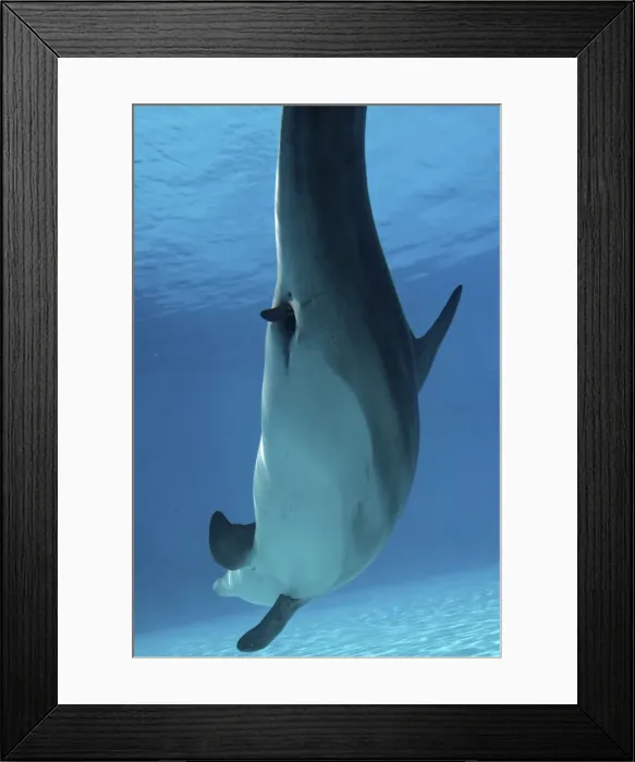 Framed Print : Bottlenose Dolphin - Mother giving birth to Baby / Calf. Birth Sequence 1 Framed Print : Bottlenose Dolphin - Mother giving birth to Baby / Calf. Birth Sequence 1