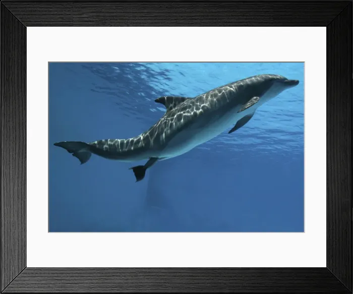 Framed Print : Bottlenose Dolphin - Mother giving birth to Baby / Calf. Birth Sequence 3 Framed Print : Bottlenose Dolphin - Mother giving birth to Baby / Calf. Birth Sequence 3