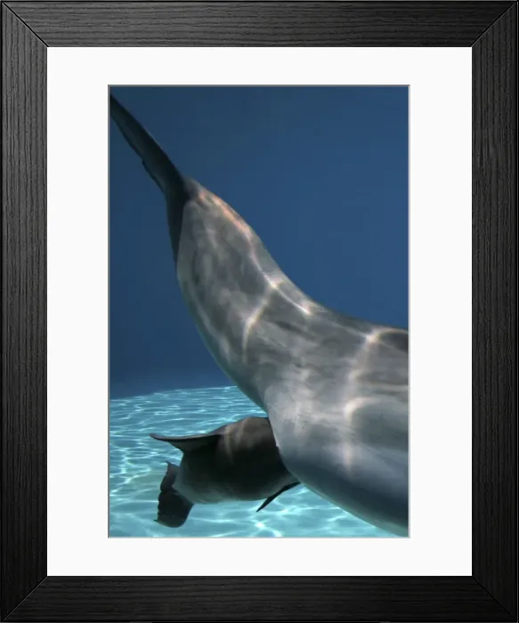 Framed Print : Bottlenose Dolphin - Mother giving birth to Baby / Calf. Birth Sequence 6 Framed Print : Bottlenose Dolphin - Mother giving birth to Baby / Calf. Birth Sequence 6