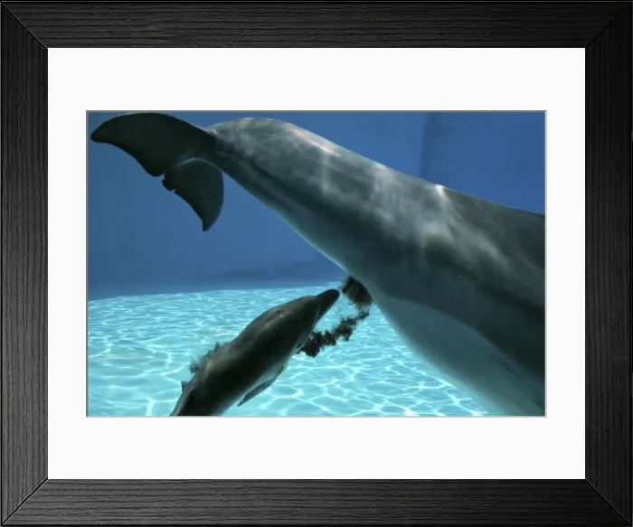 Framed Print : Bottlenose Dolphin - Mother giving birth to Baby / Calf. Birth Sequence 7. Just born Framed Print : Bottlenose Dolphin - Mother giving birth to Baby / Calf. Birth Sequence 7. Just born