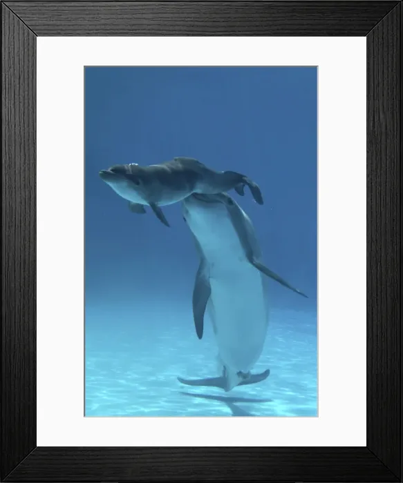 Framed Print : Bottlenose Dolphin - Baby / Calf dolphin being nudged to surface by mother. Just after birth the mother will control the baby's breath by pushing it under the water or, like in this case, taking it to the surface Framed Print : Bottlenose Dolphin - Baby / Calf dolphin being nudged to surface by mother. Just after birth the mother will control the baby's breath by pushing it under the water or, like in this case, taking it to the surface