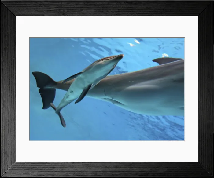 Framed Print : Bottlenose Dolphin - Newborn Baby / Calf with Mother immediately after birth Framed Print : Bottlenose Dolphin - Newborn Baby / Calf with Mother immediately after birth