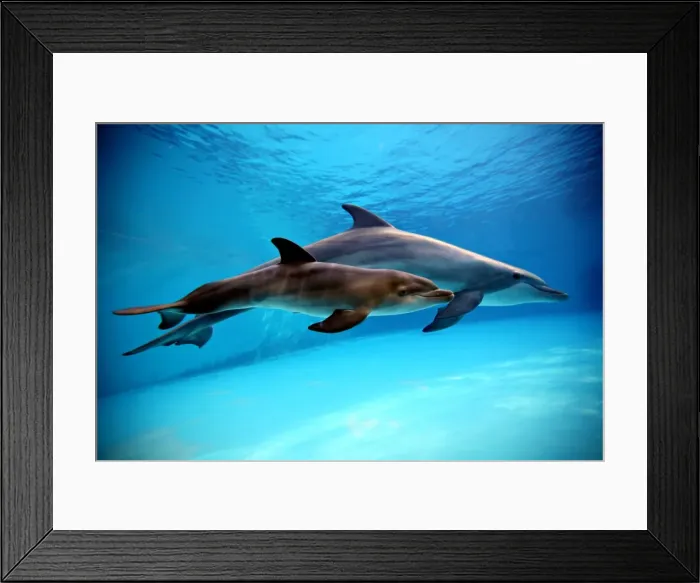 Framed Print : Bottlenose Dolphin - Newborn Baby / Calf dolphin showing foetal marks just after birth. Foetal marks will disappear after one or two days Framed Print : Bottlenose Dolphin - Newborn Baby / Calf dolphin showing foetal marks just after birth. Foetal marks will disappear after one or two days