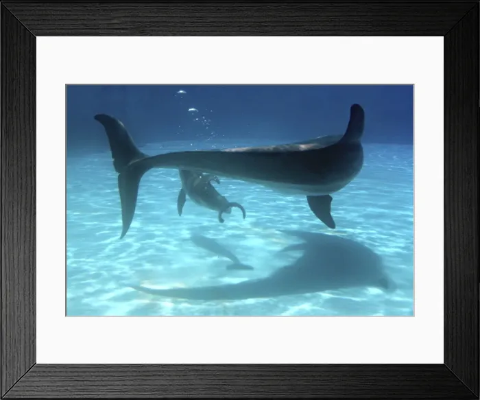 Framed Print : Bottlenose Dolphin - Newborn Baby / Calf with Mother immediately after birth trying to reach the surface Framed Print : Bottlenose Dolphin - Newborn Baby / Calf with Mother immediately after birth trying to reach the surface