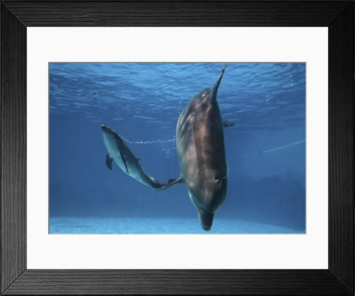 Framed Print : Bottlenose Dolphin - Newborn Baby / Calf whistling to its mother immediately after birth Framed Print : Bottlenose Dolphin - Newborn Baby / Calf whistling to its mother immediately after birth