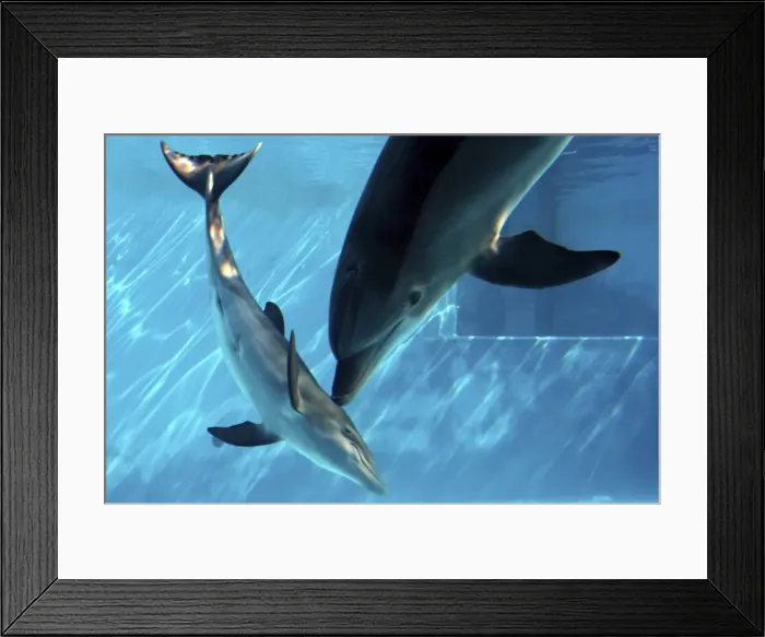 Framed Print : Bottlenose Dolphin - Female (Mother) communicating with Newborn Baby / Calf immediately after birth, keeping the baby under water to control its breathing