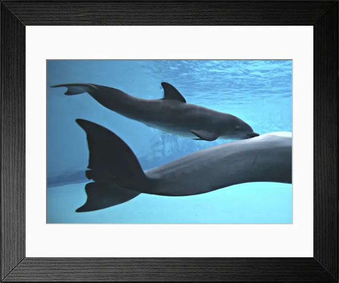 Framed Print : Bottlenose Dolphin - Newborn Baby / Calf nursing / feeding from Mother immediately after birth Framed Print : Bottlenose Dolphin - Newborn Baby / Calf nursing / feeding from Mother immediately after birth