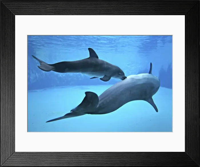 Framed Print : Bottlenose Dolphin - Newborn Baby / Calf nursing / feeding from Mother immediately after birth Framed Print : Bottlenose Dolphin - Newborn Baby / Calf nursing / feeding from Mother immediately after birth
