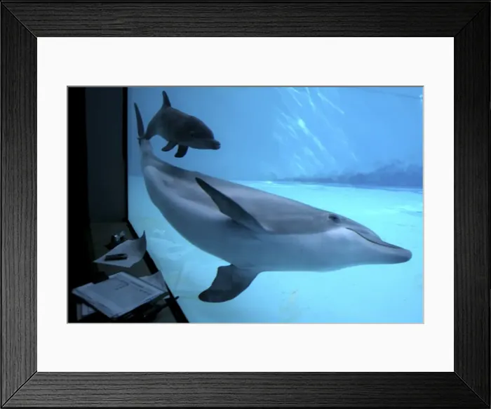 Framed Print : Bottlenose Dolphin - Research of birth and Newborn Baby / Calf behaviour Framed Print : Bottlenose Dolphin - Research of birth and Newborn Baby / Calf behaviour