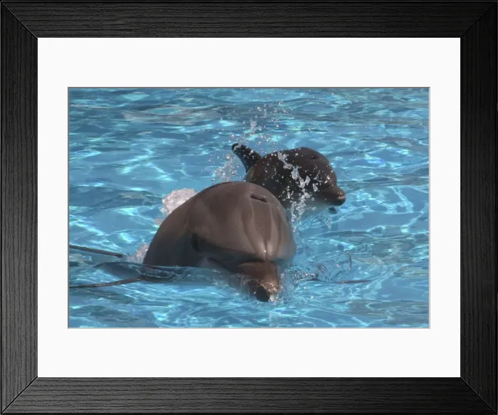 Framed Print : Bottlenose Dolphin - Newborn Baby / Calf first breath and swim with Mother Framed Print : Bottlenose Dolphin - Newborn Baby / Calf first breath and swim with Mother