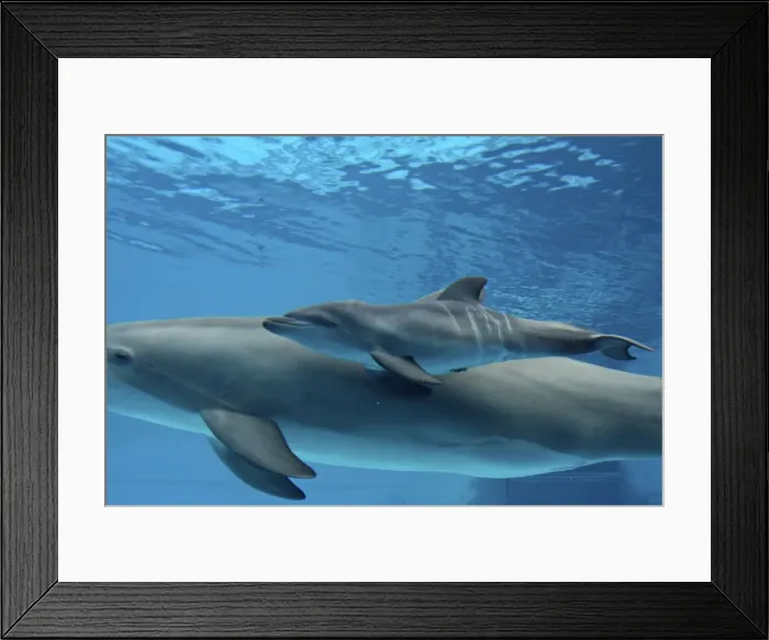Framed Print : Bottlenose Dolphin - Newborn Baby / Calf dolphin showing foetal marks just after birth. Foetal marks will disappear after one or two days Framed Print : Bottlenose Dolphin - Newborn Baby / Calf dolphin showing foetal marks just after birth. Foetal marks will disappear after one or two days