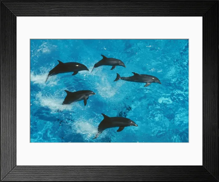 Framed Print : Bottlenose Dolphin Group jumping Framed Print : Bottlenose Dolphin Group jumping