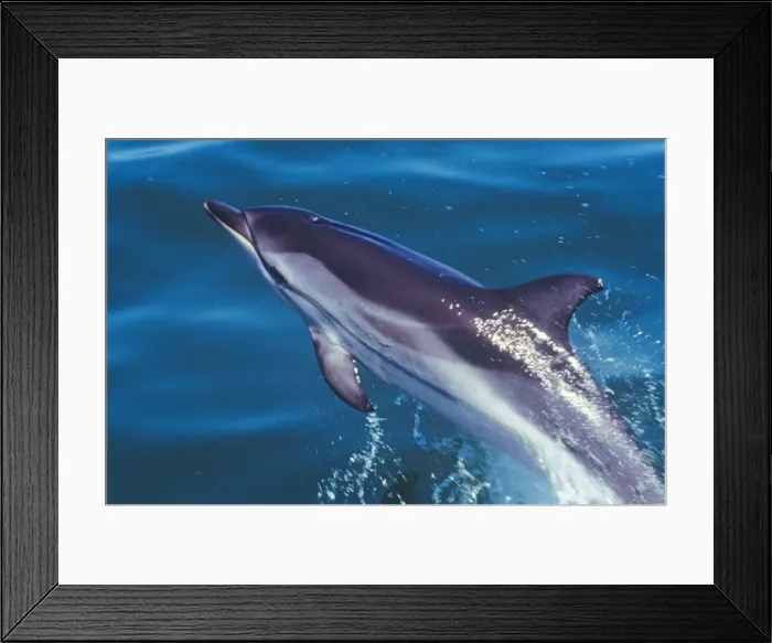 Framed Print : Striped Dolphin Framed Print : Striped Dolphin