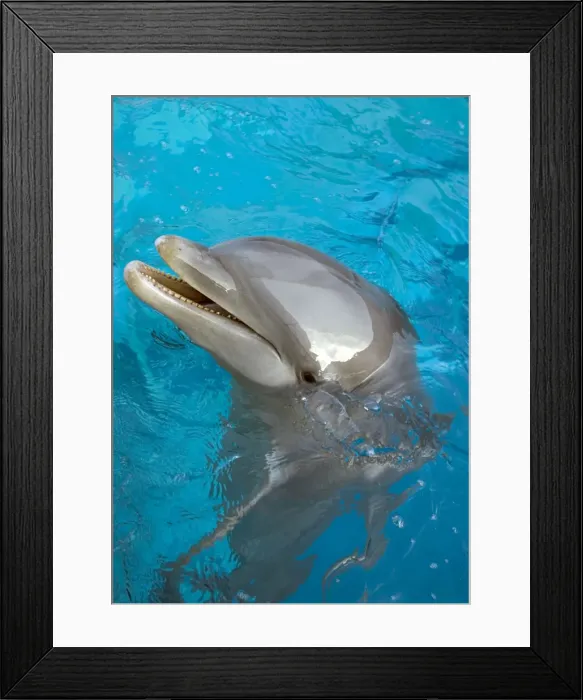 Framed Print : Bottlenose Dolphin - at surface Framed Print : Bottlenose Dolphin - at surface