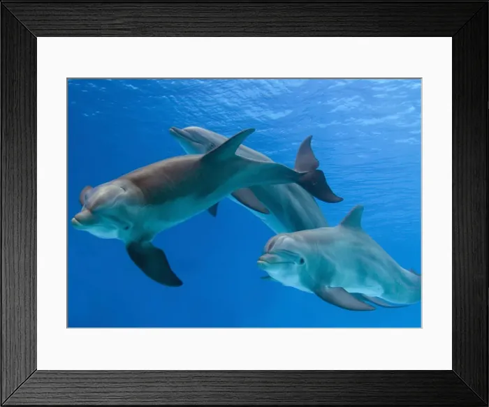 Framed Print : Bottlenose Dolphins - three underwater Framed Print : Bottlenose Dolphins - three underwater