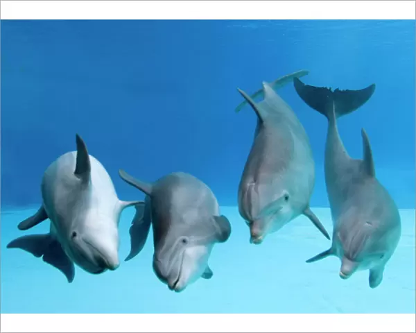 Bottlenose dolphins - four dancing underwater